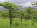 Savanna 2