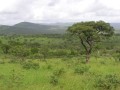 Savanna