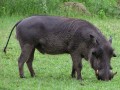 Wart hog