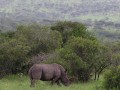 White rhino