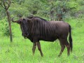 Wildebeest