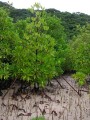 Black Mangrove
