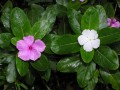 Catharanthus roseus