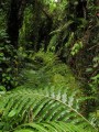 Coastal forest 2