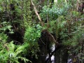 Coastal forest 3