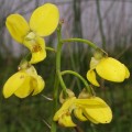 Eulophia sp.