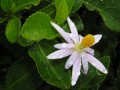 Grewia