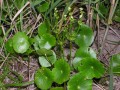 Hydrocotyle