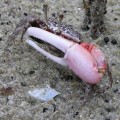 Mangrove Crab