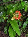 Scadoxus