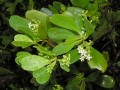 Tonga Mangrove