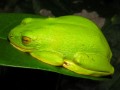 Tree Frog