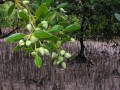White Mangrove