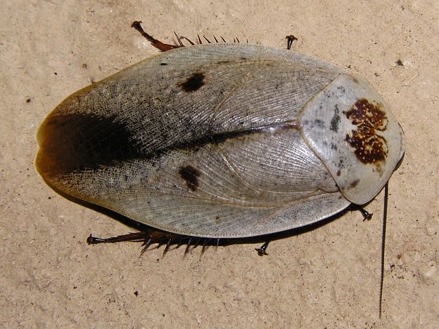 Tree Cockroach