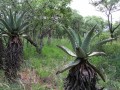 Aloe spectabilis