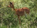 Antelope