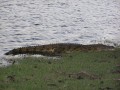 Crocodile