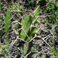 Euphorbia