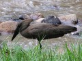 Hammerkop