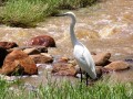 Heron 2
