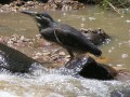 Heron 4
