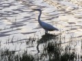 Heron