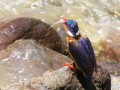 Kingfisher 2