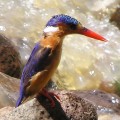 Kingfisher