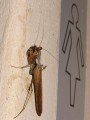 Mantid 1