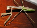 Mantid 2