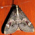 Moth