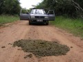 Rhinos dung