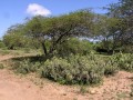Savanna