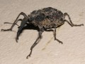 Snout Beetle