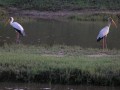 Storks