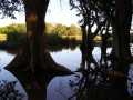 Swamp forest