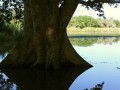 Sycamore Fig