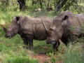 White Rhinos