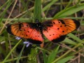 Acraea