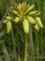 Aloe crausii