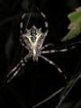 Argiope australis 2