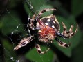Bark Spider 2