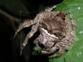 Bark Spider
