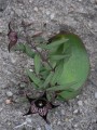 Brachystelma
