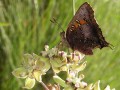 Butterfly on Asclepias