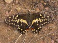 Citrus Swallowtail