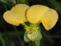 Commelina africana