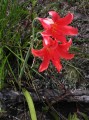 Cyrtanthus cf. sanguineus