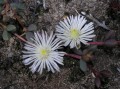 Delosperma