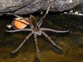 Fishing spider